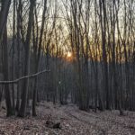 Gründe für Kräuterwanderungen