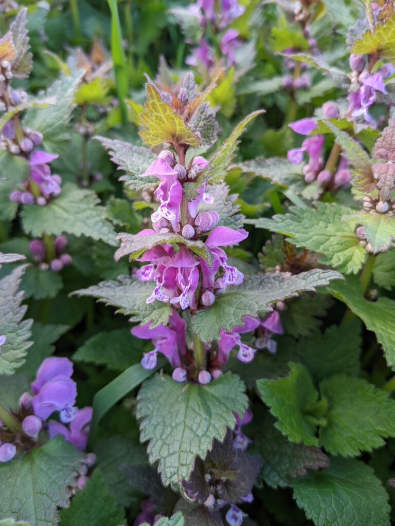 Kräuterwanderungen und Waldbaden in Bamberg