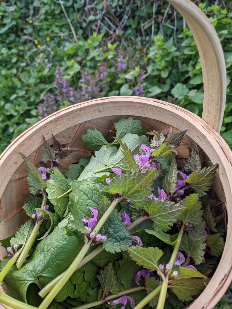 Kräuterwanderungen und Waldbaden in Bamberg