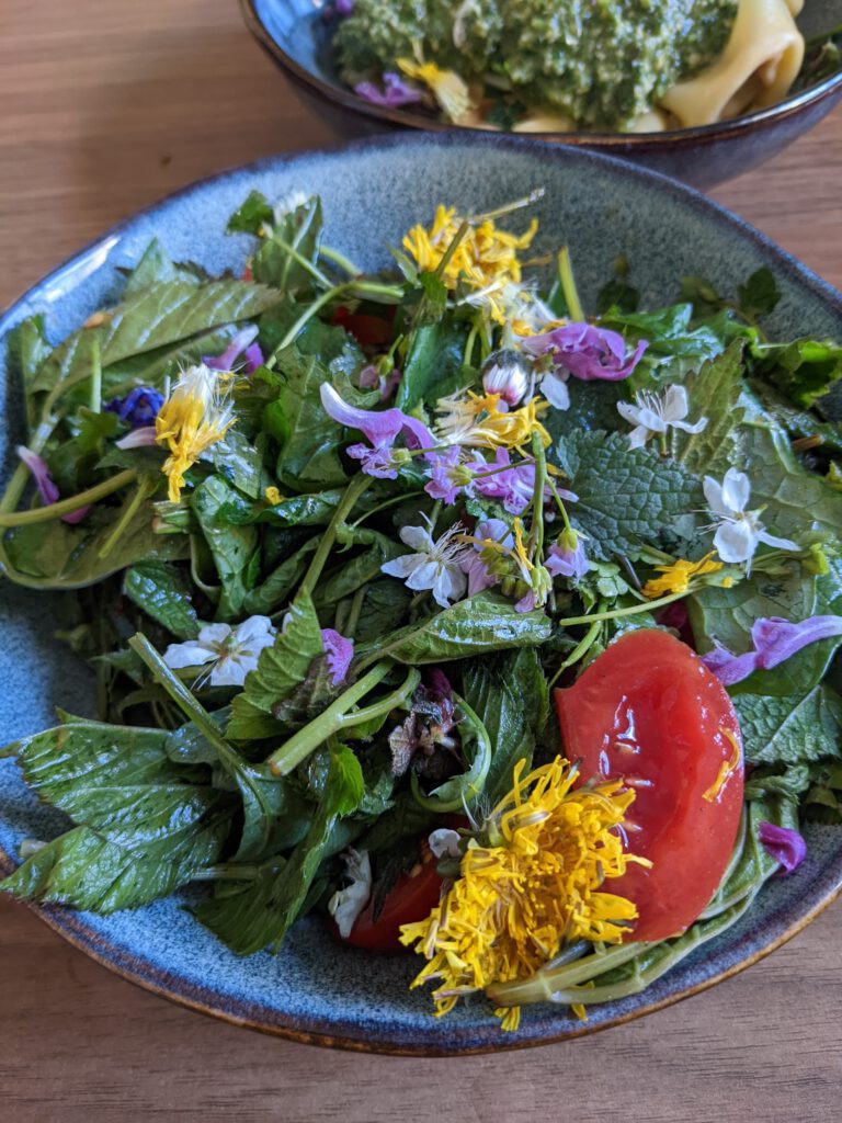 Kräuterwanderungen und Waldbaden in Bamberg